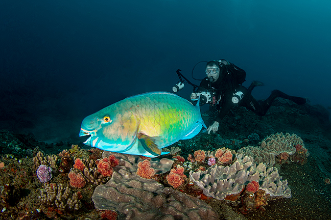 Indian ocean scuba dive, Swodana Bay
