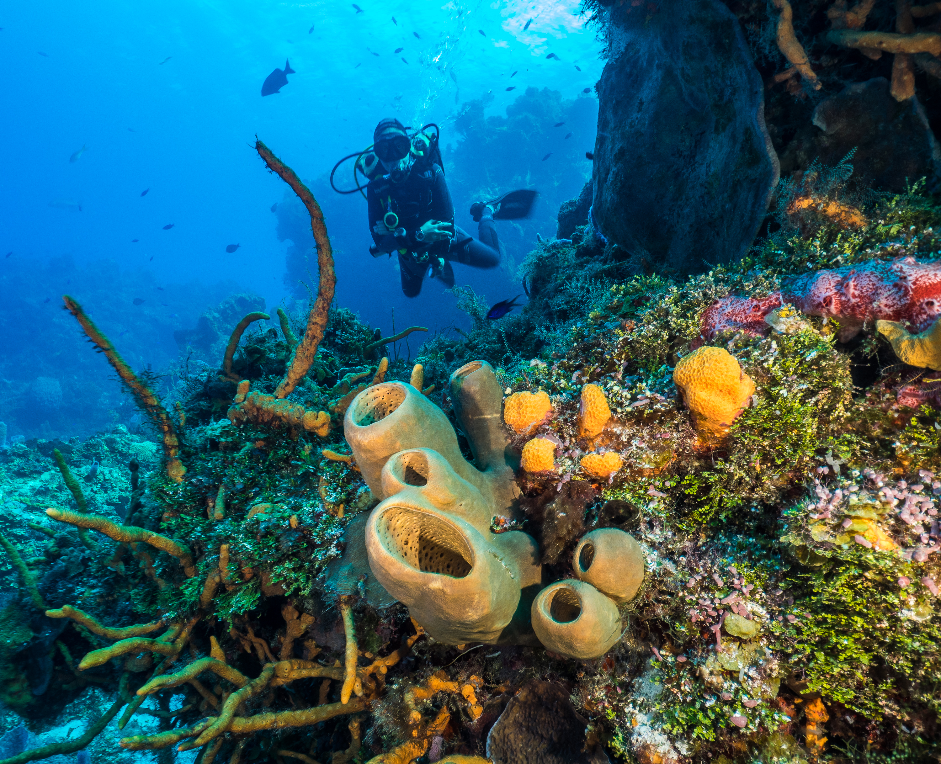 X-Ray Mag | Coral disease triggers partial closure of Cozumel Marine Park