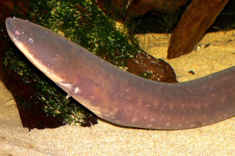 Electric eel in an aquarium in San Francisco