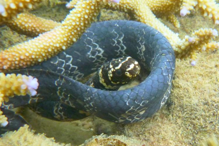 Turtle-headed sea snake.