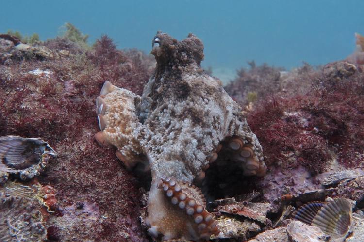 Gloomy octopus at Jervis Bay site.