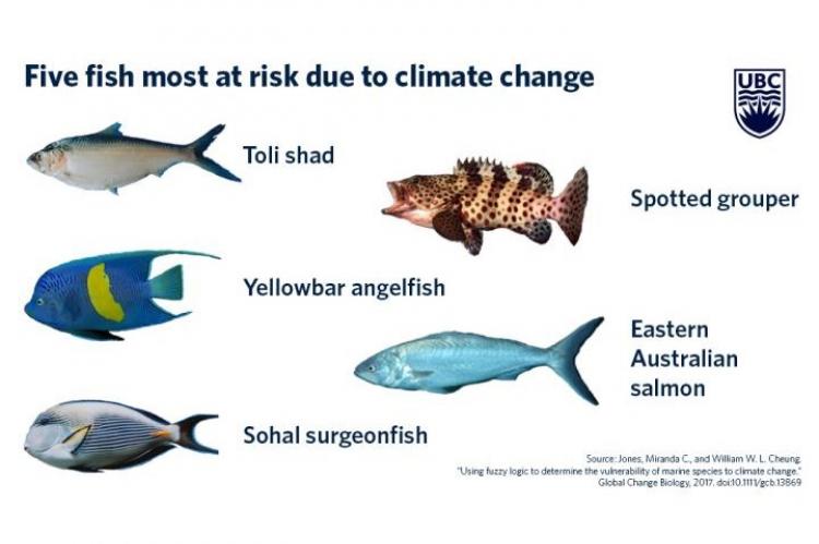 The study found that the species most at-risk include the Eastern Australian salmon, yellowbar angelfish, toli shad, sohal surgeonfish and spotted grouper.