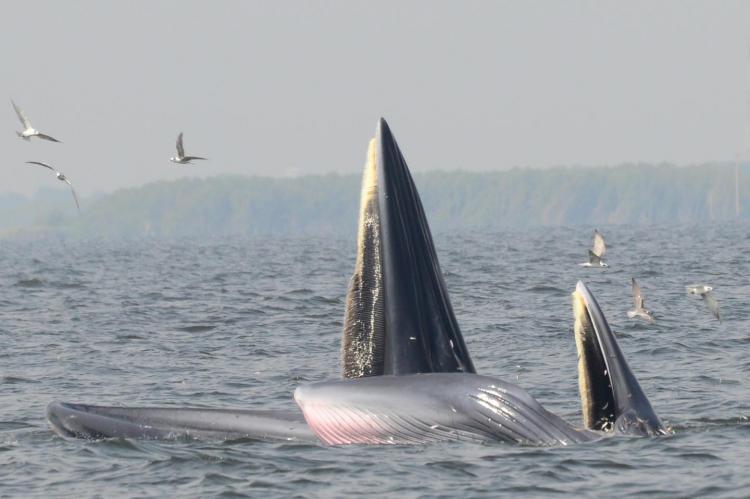 An adult pair of Bryde's whales engaging in tread-water feeding.