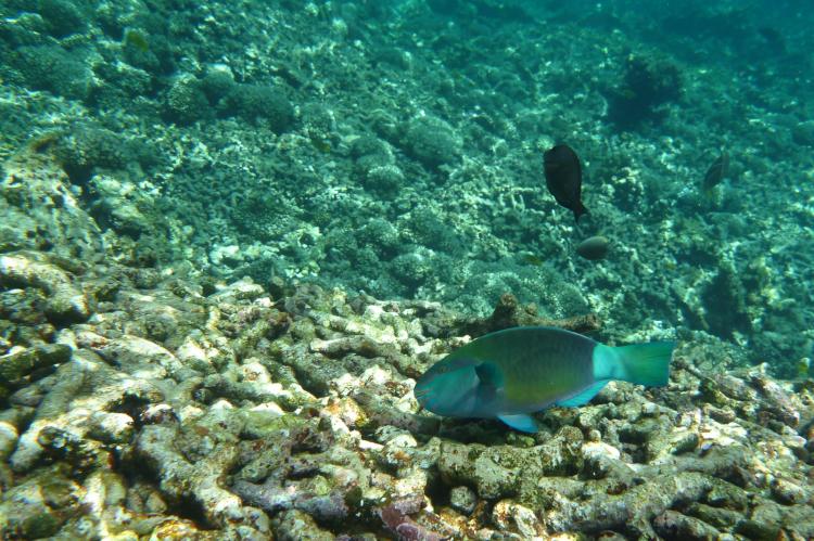Coral reef affected by bleaching event, Grand Anse Praslin, Seychelles Islands
