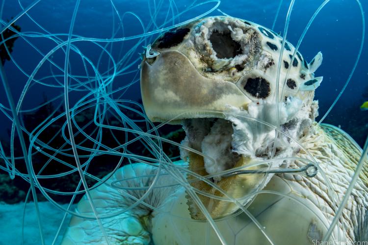 Shane Gross, Ocean Art Underwater Photography Contents, Conservation, Ghost Fishing, Turtle, Rosemary E Lunn, Roz Lunn, X-Ray Mag, XRay Magazine, scuba diving news, underwater photography news