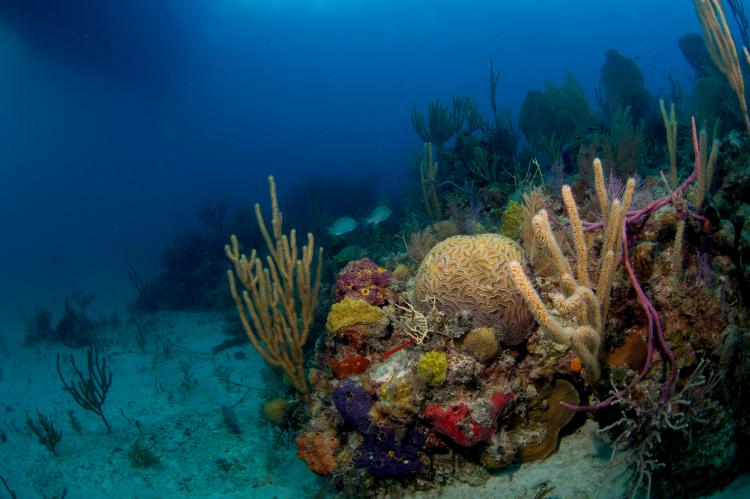 (file photo) Shallow reef off Grand Bahama 