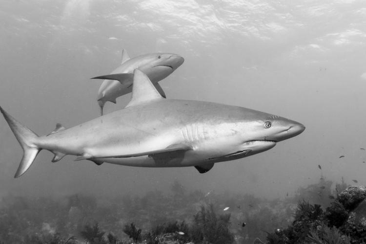 Reef sharks patrolling the reef... together