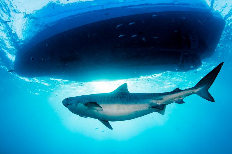 Tiger shark inspects a boat