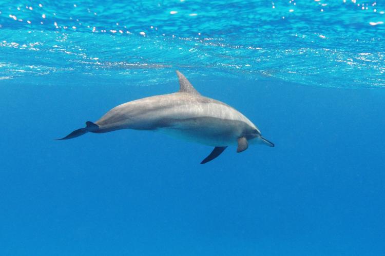 Spinner dolphin in Red Sea.