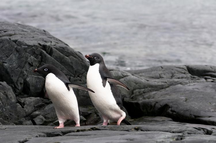Adélie penguins rely on the krill being close to shore.