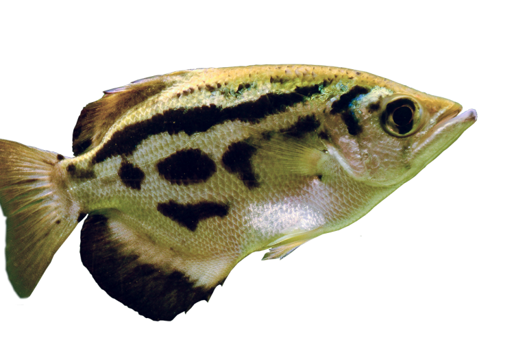 Archerfish are able to discriminate between human faces