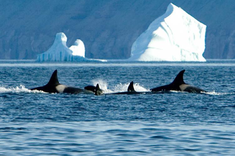 Killer whales in the Arctic.