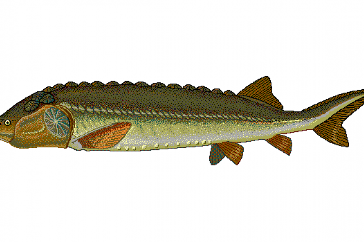 Sturgeon in the Caspian Sea is critically endangered.