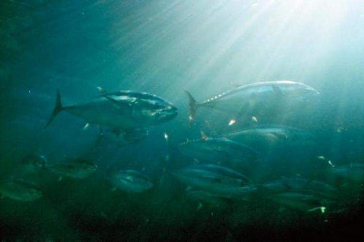 Atlantic bluefin tuna is mainly caught from countries around the Mediterranean Sea.