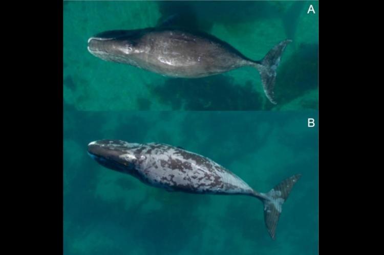 Example of a bowhead whale with nearly no sloughing skin (i.e., proportion of body with sloughing skin = <33%) (A), and another with a high degree of sloughing (>66% of body) and a blotchy skin type (B).