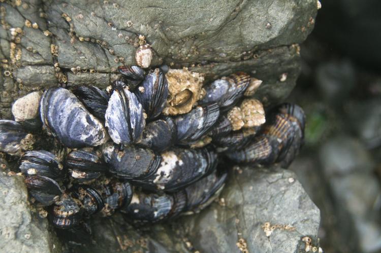 California mussels.