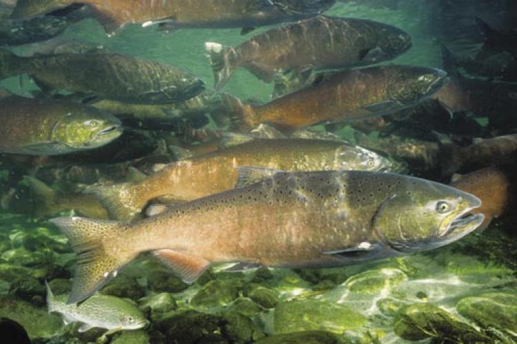 Researchers studied how young Chinook salmon found their way out of their nests