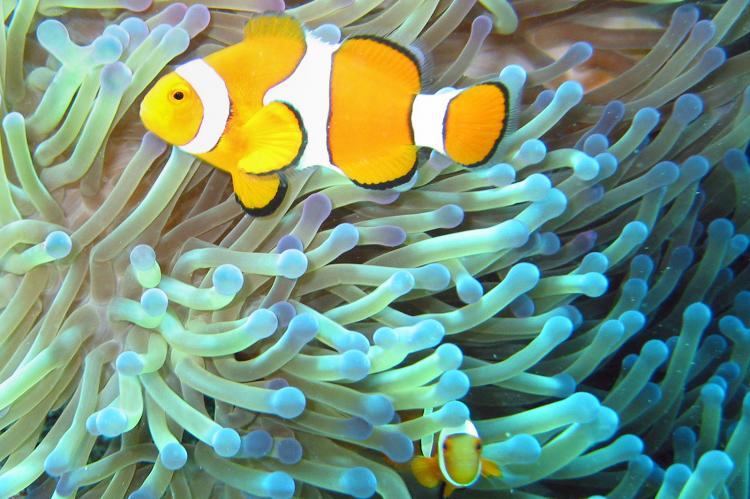 The common clownfish is a common resident at the Great Barrier Reef.