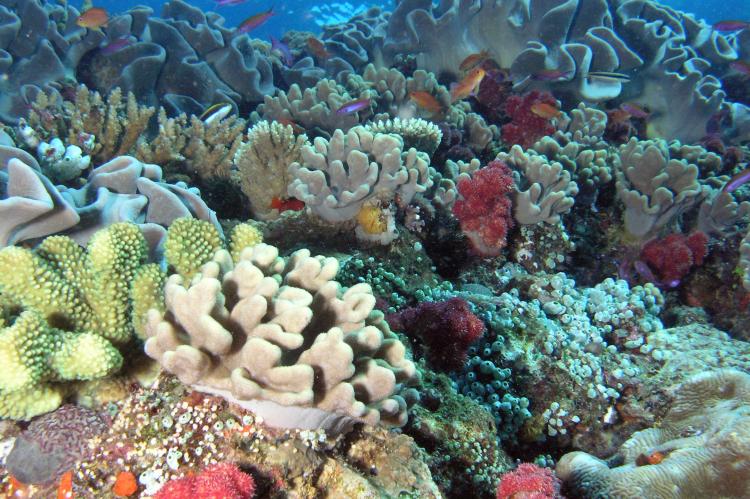 Coral reef in Hawaiian waters. 