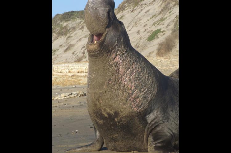 Elephant seal in San Mateo, California.