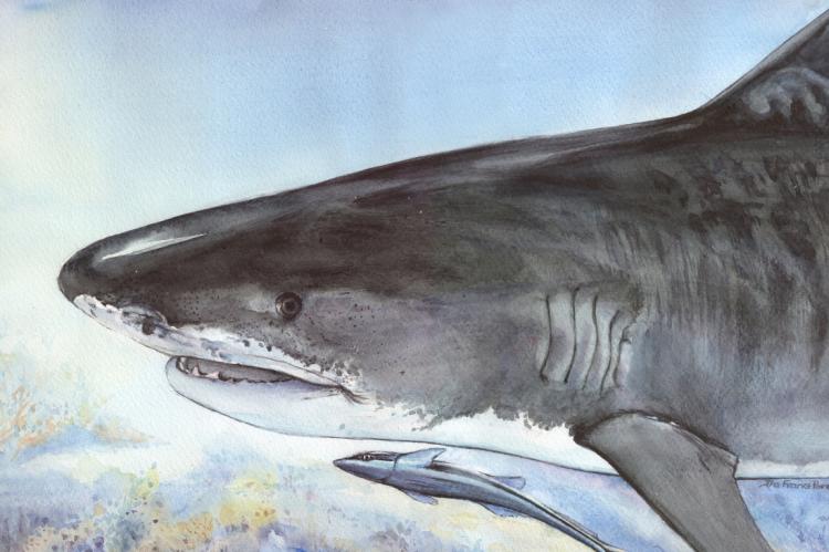 Painting of a Tiger Shark