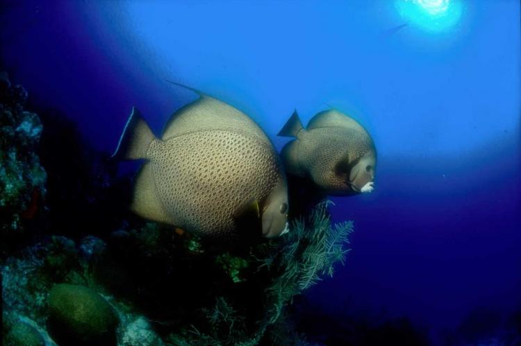 The limits cover species including angelfish. In Puerto Rico, the commercial sector is limited to nearly 9,000 pounds of that species and the recreational sector to nearly 4,500 pounds.