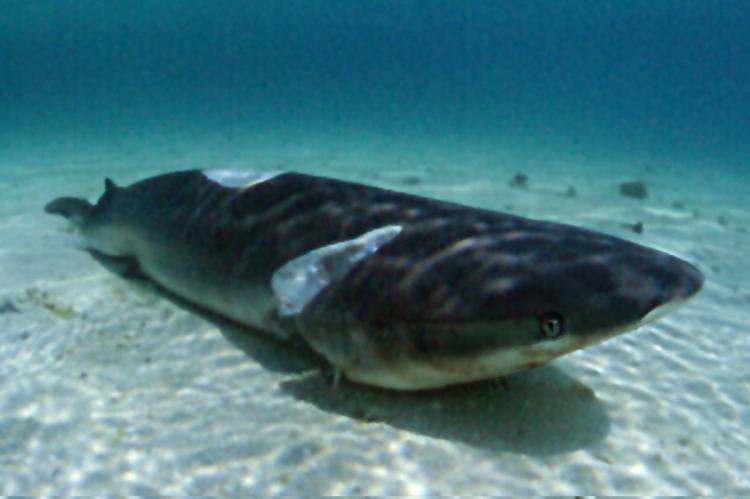 A finned shark waits to die