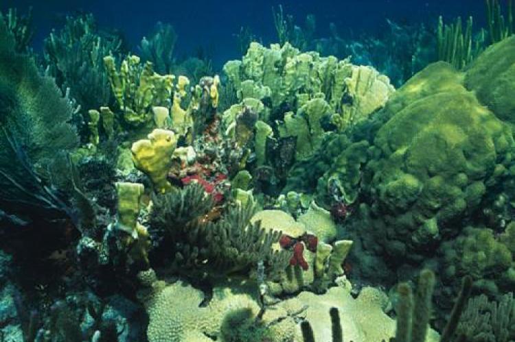 Shallow-water coral reef in the Florida Keyes with blade fire coral, boulder coral, soft corals and sponges.