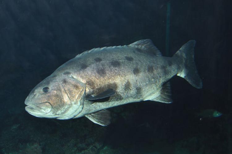 Giant Sea Bass (Stereolepis gigas). Listed as Critically Endangered on the IUCN Red List of Threatened Species™