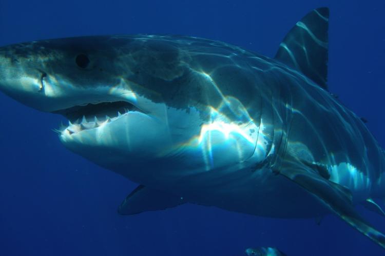 Great white shark, with fin intact.