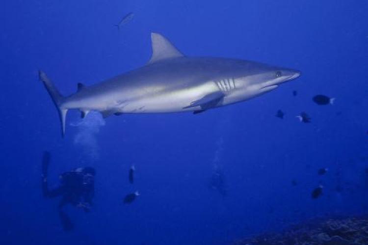 Grey reef shark.