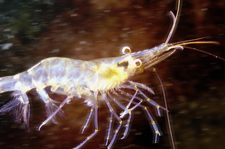 Hungry shrimp innovate more