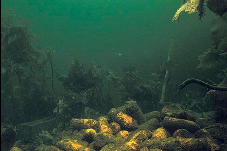 Dumped munitions lying on the seafloor