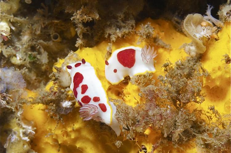 Goniobranchus splendidus nudibranch's red spots vary across populations, but the yellow rim is present in all individuals..