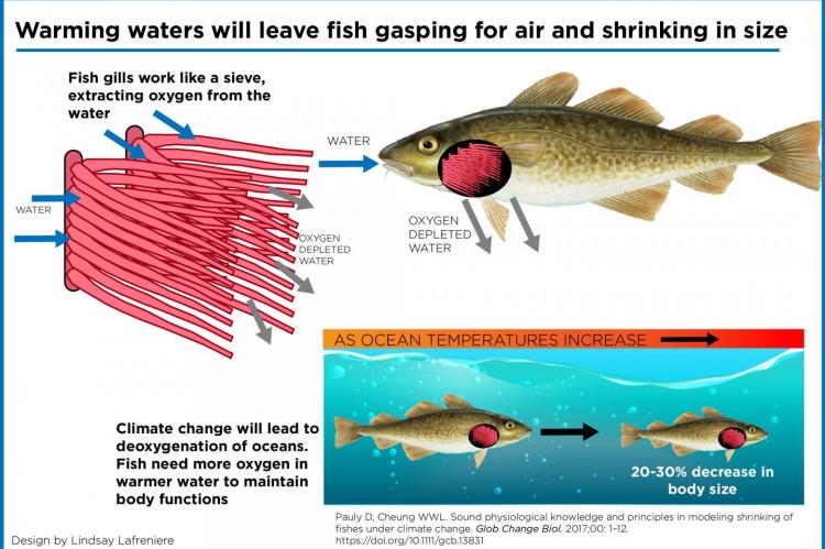 Infographic explaining why fish are expected to shrink.