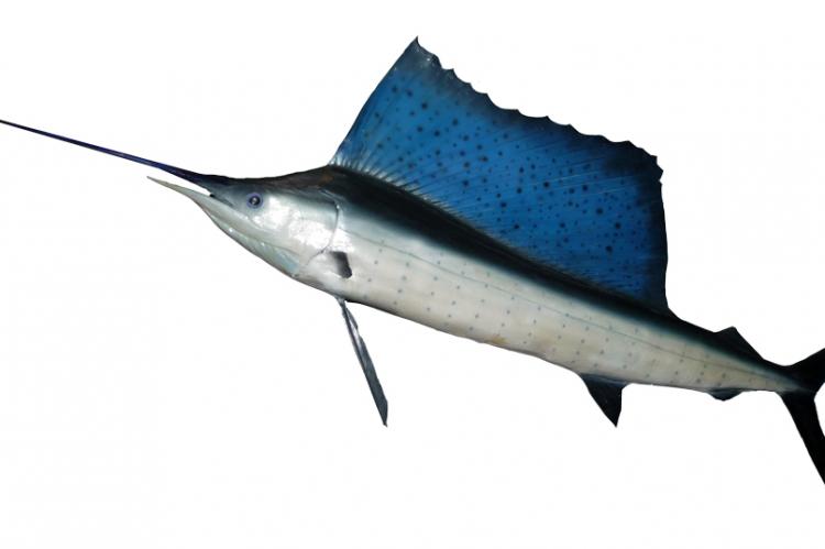 Blue marlins and many other billfish are high-energy fish that need large amounts of dissolved oxygen. 
