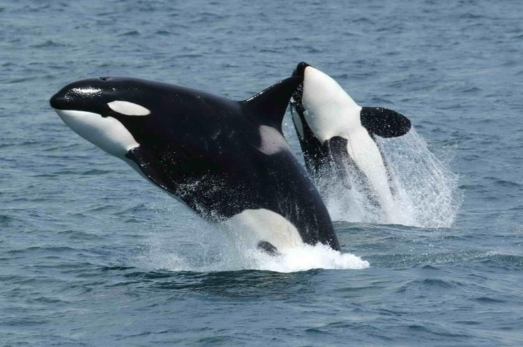 Orcas are social by nature. 
