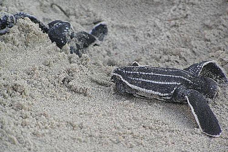 Leatherback sea turtle hatchlings heading for the ocean.