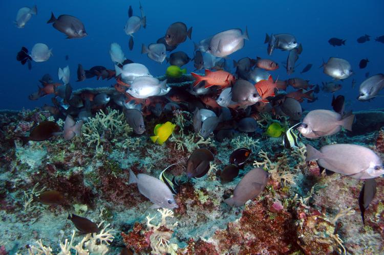 Fish at the Pearl and Hermes Atoll at Papahānaumokuākea Marine National Monument.