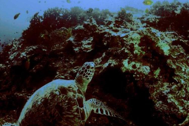 Green turtle resting on reef.
