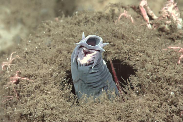 Hagfish protruding from a sponge.