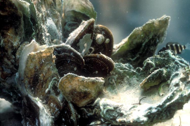 Close-up of oyster bed.