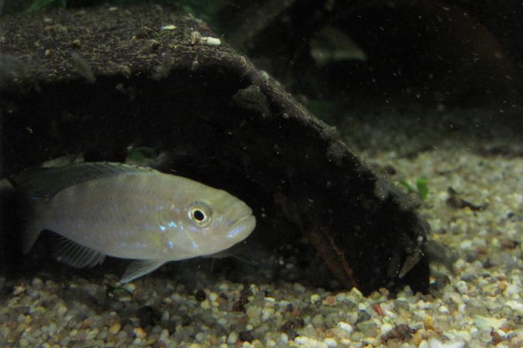 Juvenile <i>Perissodus microlepis</i> fish.