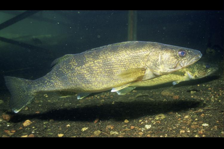 The walleye is one of the fish species involved in the study. 