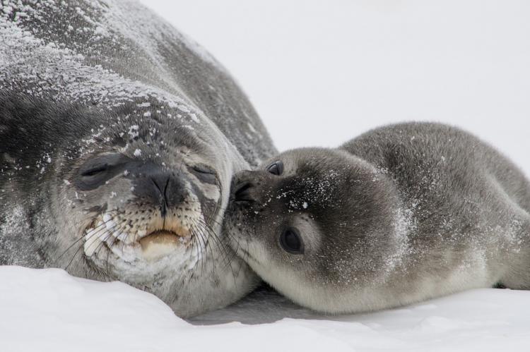 Young seal pup with mother.