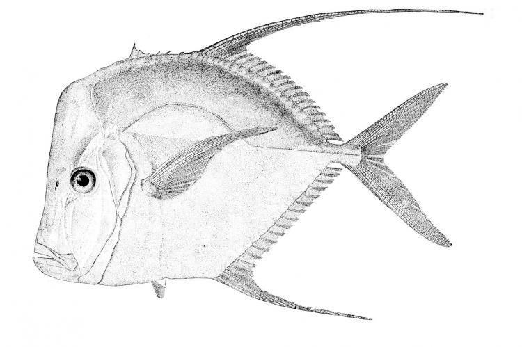 The silver moonfish or “look-down”, Selene vomer