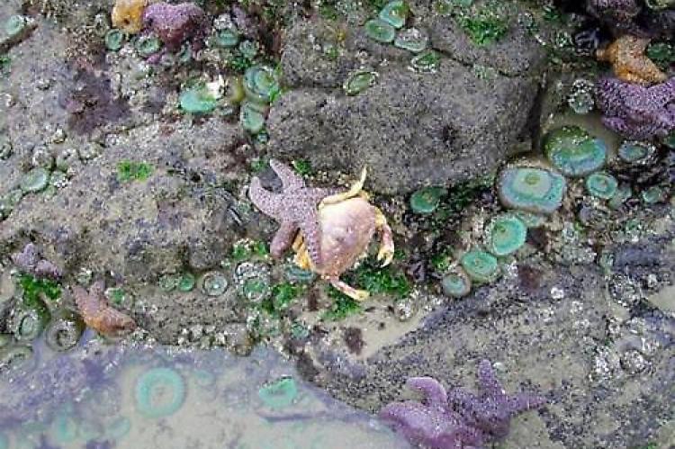 Tide pool sea stars feast on Dungeness crabs that suffocated in the low oxygen waters of a dead zone.