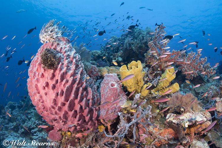 Indo-pacafic, Indonesia, Wakatobi, Coral Reefs, Soft Corals, Sponges, Reef Fish, Dive site Blade