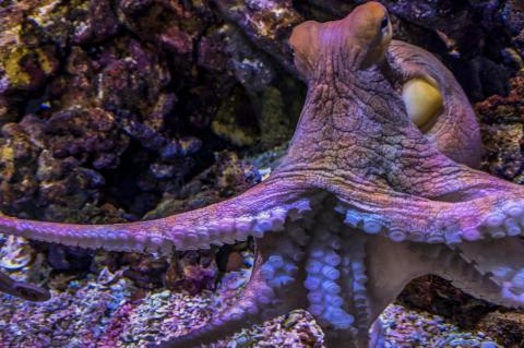 Octopuses are highly intelligent creatures.