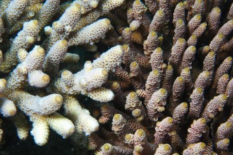 Researchers have discovered genetic markers in the reef-building coral Acropora millepora that provides information about its level of environmental stress tolerance.